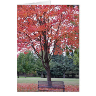 Maple with Bench Card