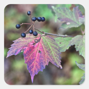 Mapleleaf Viburnum Autumn Leaves and Berries Square Sticker
