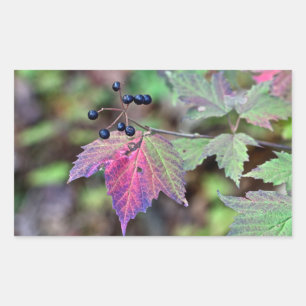 Mapleleaf Viburnum Autumn Leaves and Berries Sticker