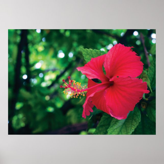 Mar Pacifico Flower 28" x 20" Poster (Front)