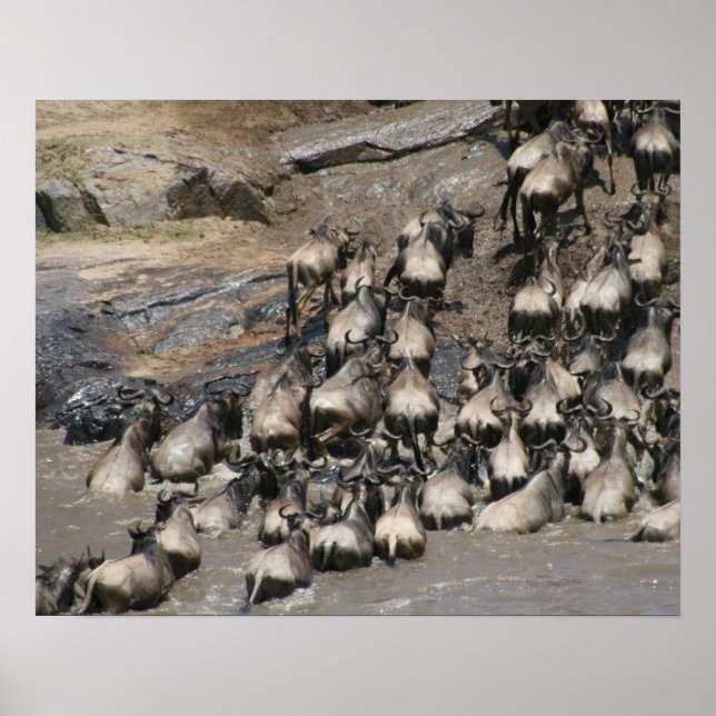 mara wildebeest poster (Front)
