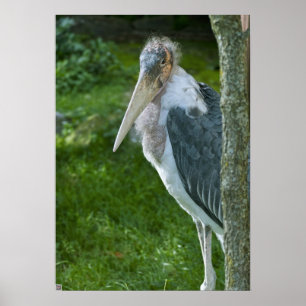 Marabou Poster