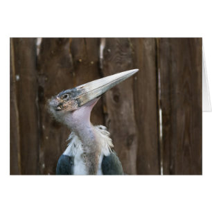 Marabou Stork