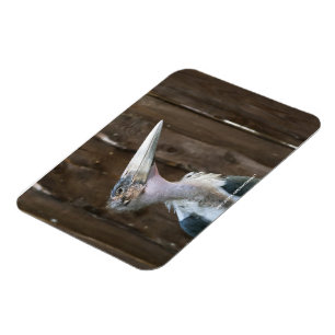 Marabou Stork Magnet