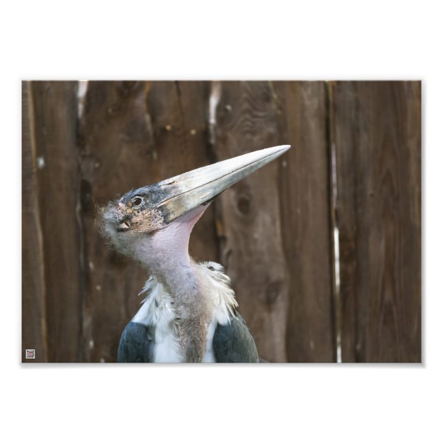 Marabou Stork Photo Print (Front)