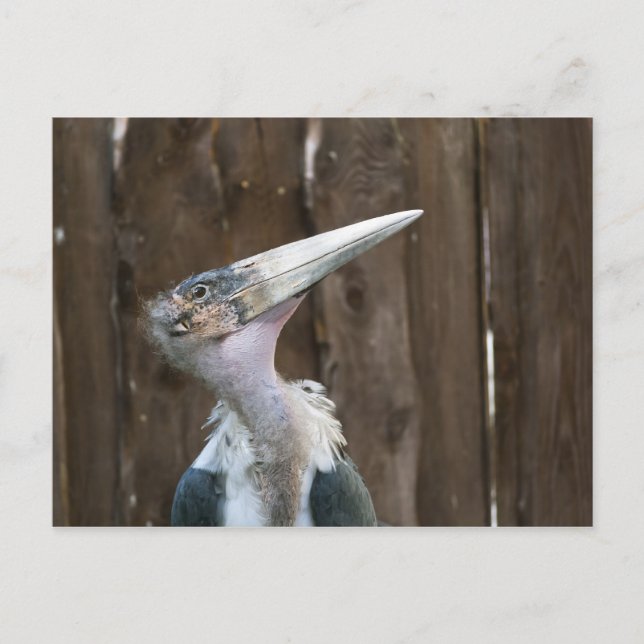 Marabou Stork Postcard (Front)