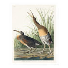 Marais d'eau salée Hen par Audubon Poster