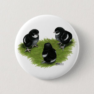 Marans Black Copper Chicks 2 Inch Round Button