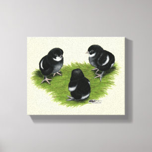 Marans Black Copper Chicks Canvas Print