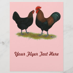 Marans Black Copper Flyer