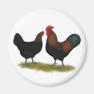 Marans Black Copper Magnet