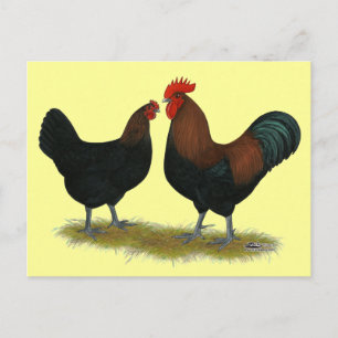 Marans Black Copper Postcard