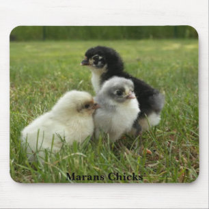 Marans Chicks Mouse Pad
