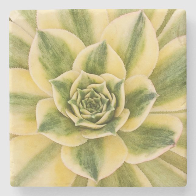 Marble Succulishus Coaster (Front)