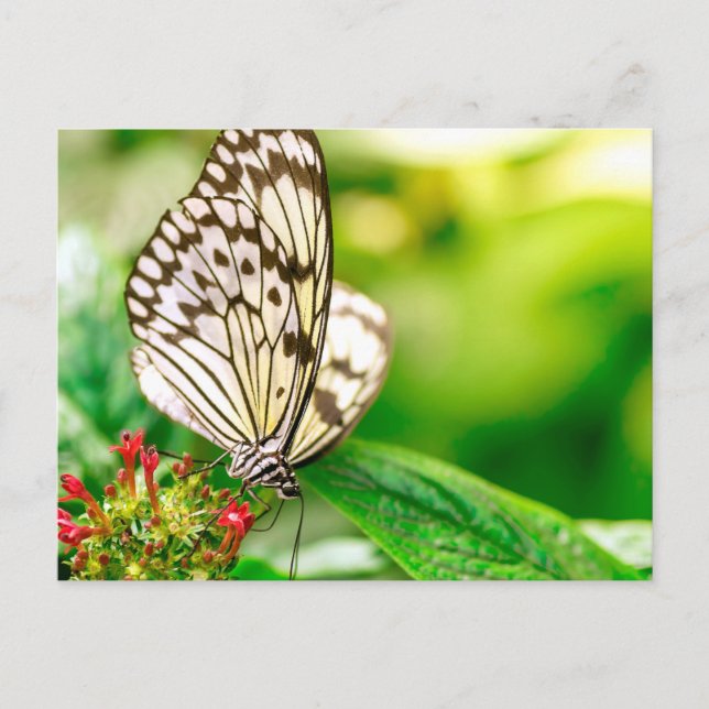 Marble white butterfly postcard (Front)