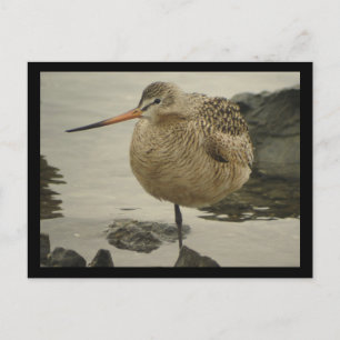Marbled Godwit Postcard
