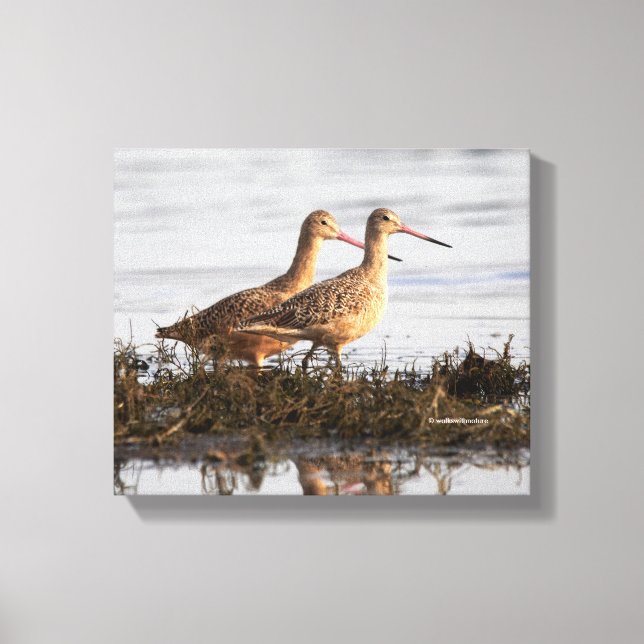 Marbled Godwits at Blackie Spit Canvas Print (Front)