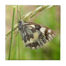 Marbled White Butterfly on Grass