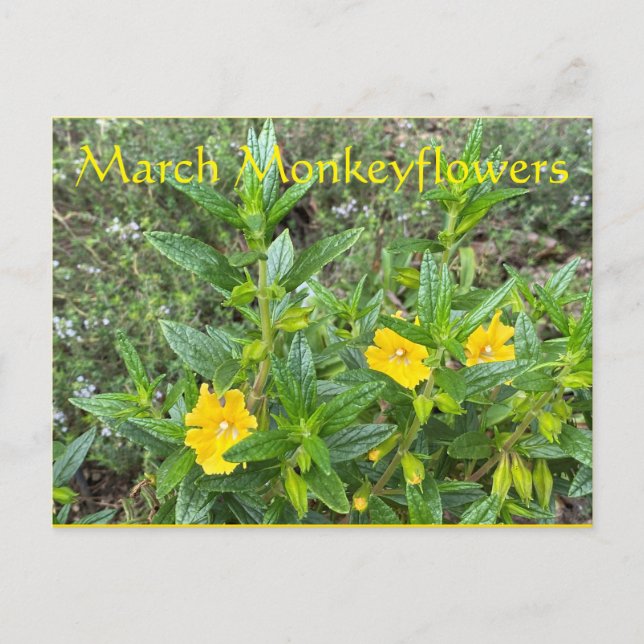March Monkeyflowers Postcard (Front)