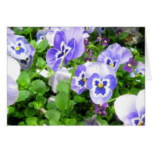 March Pansies