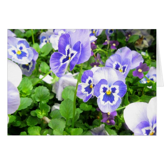 March Pansies (Front Horizontal)