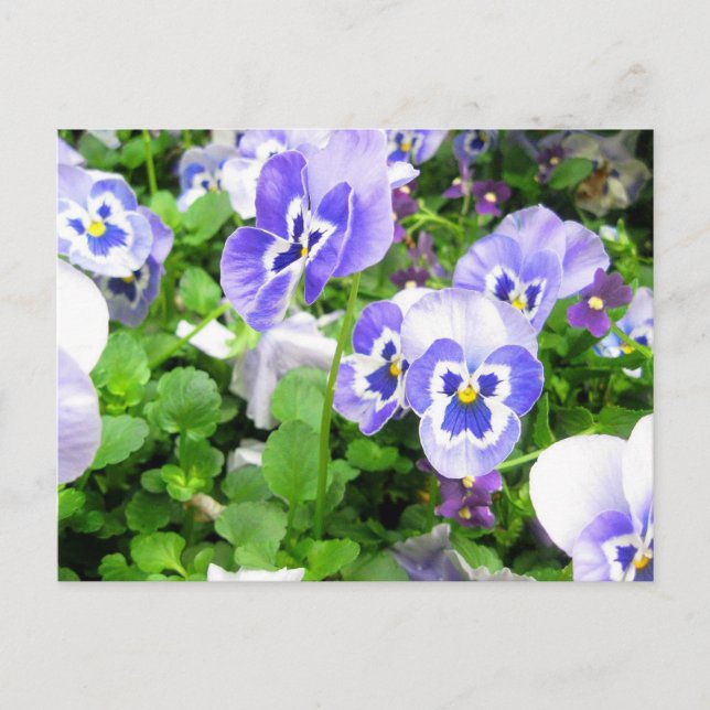 March Pansies Postcard (Front)