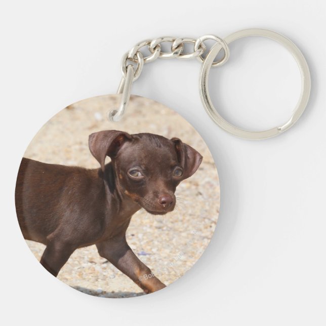 Marche de chiot de chiwawa (Dos)