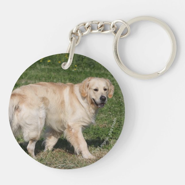 Marche de golden retriever (Dos)
