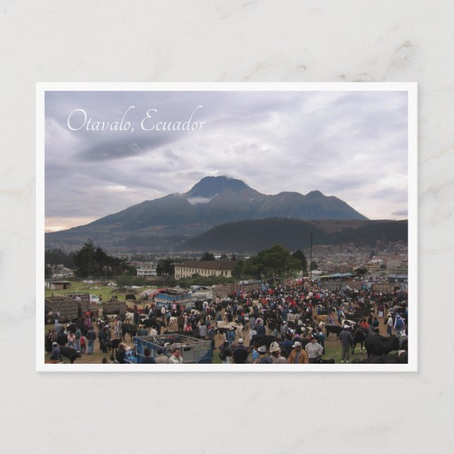 Marché du bétail Otavalo, Équateur, carte postale (Devant)