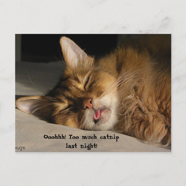 Marcus Has A Hangover Postcard (Front)