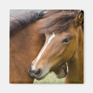Mare And Colt Magnet