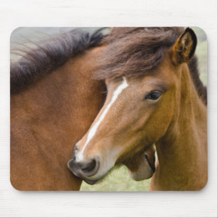 Mare And Colt Mouse Pad