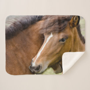 Mare And Colt Sherpa Blanket