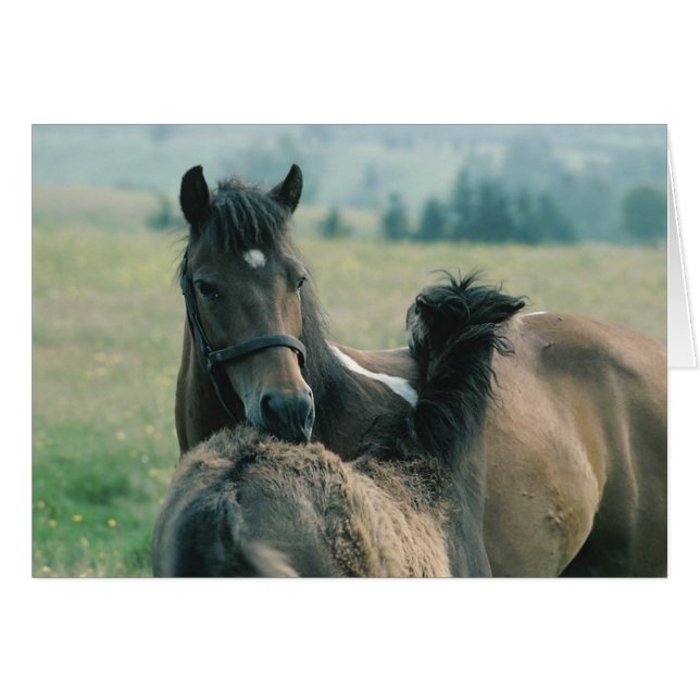 Mare and Foal Grooming Each Other (Front Horizontal)