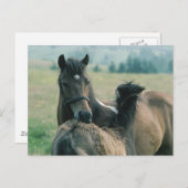 Mare and Foal Grooming Each Other Postcard (Front/Back)