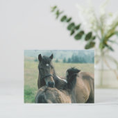 Mare and Foal Grooming Each Other Postcard (Standing Front)