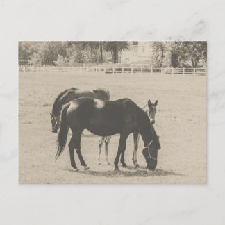 Mare and Foal Horses on a Farm Postcard
