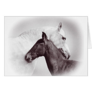 Mare blanche espagnole andalouse avec poulain noir