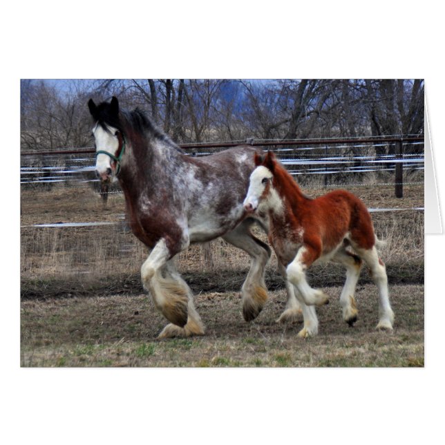 Mare & colt running (Front Horizontal)