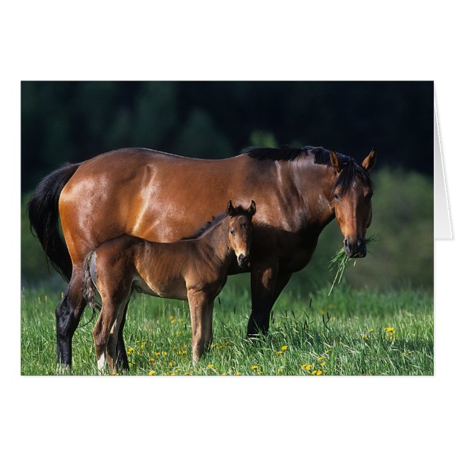 Mare et Foie de Thoroughbred 1 (Devant horizontal)