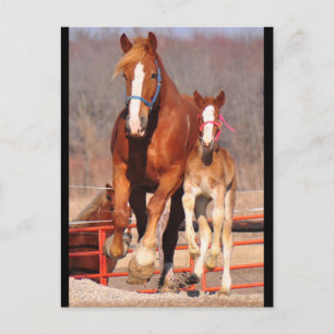 Mare & Filly Postcard