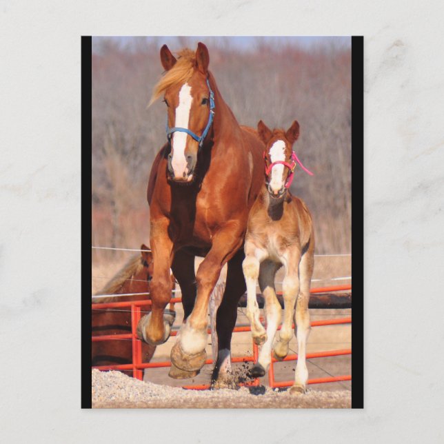 Mare & Filly Postcard (Front)