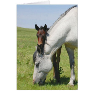 Mare Grazing with Colt