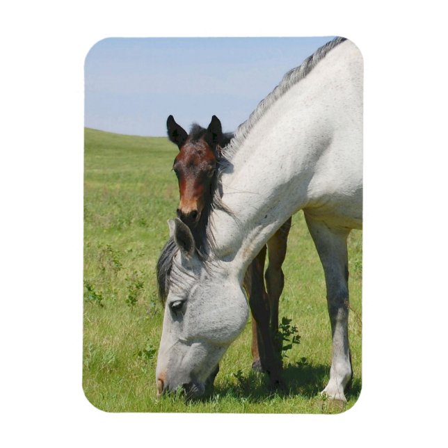 Mare Grazing with Colt Magnet (Vertical)