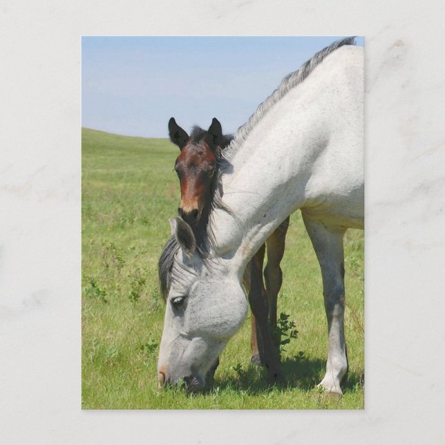 Mare Grazing with Colt Postcard (Front)