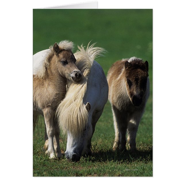 Mare miniature et Foies 1 (Devant)