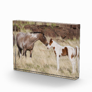 Mare with Colt Photo Block
