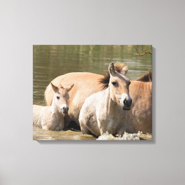 Mare with Foal Crossing a River Canvas Print (Front)
