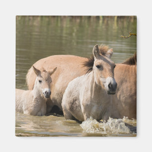 Mare with Foal Crossing a River Magnet