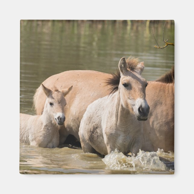 Mare with Foal Crossing a River Magnet (Front)